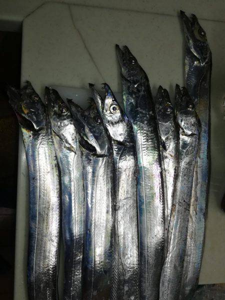 太刀魚リベンジ