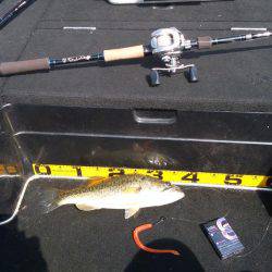 秋パターン調査