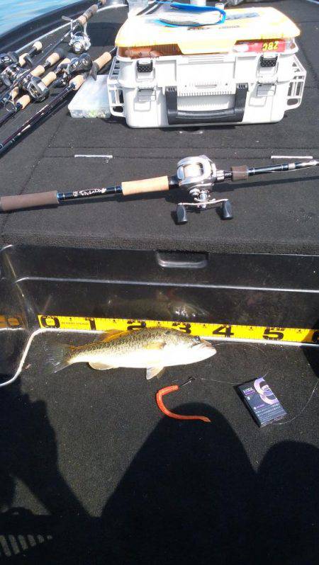 秋パターン調査