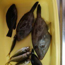 ウマヅラカワハギング