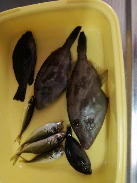 ウマヅラカワハギング