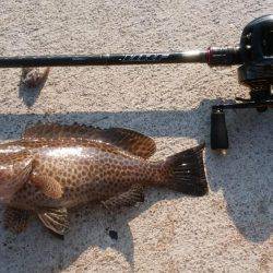 エギングとロックフィッシュ