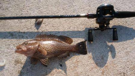エギングとロックフィッシュ
