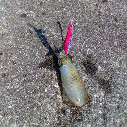 二刀流発揮？タコとアオリイカが釣れました。