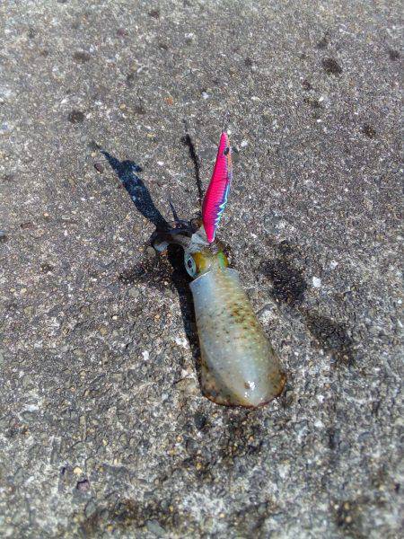 二刀流発揮？タコとアオリイカが釣れました。