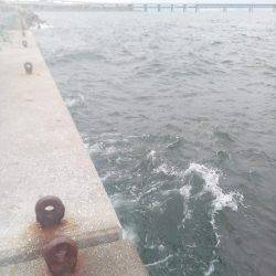 二回目の出陣、アオリイカ釣れました。