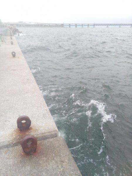 二回目の出陣、アオリイカ釣れました。