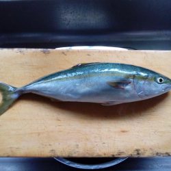 アオリイカ、今シーズンまだ二桁行かないよう‼