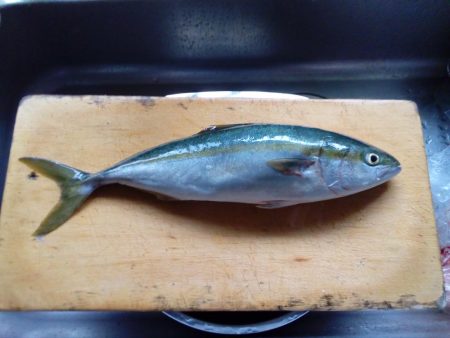 アオリイカ、今シーズンまだ二桁行かないよう‼