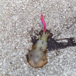 アオリイカ釣れる、釣れる!