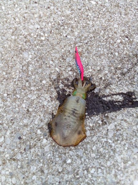 アオリイカ釣れる、釣れる!