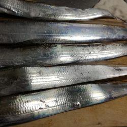 タチウオまずまず・・・