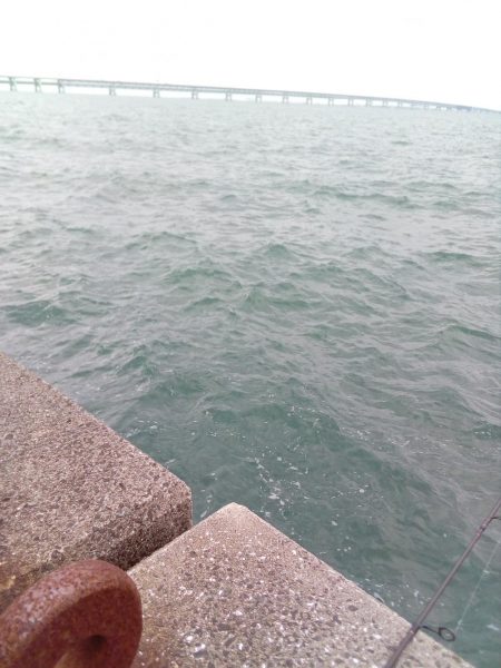 本命はゼロ、外道は釣れました。