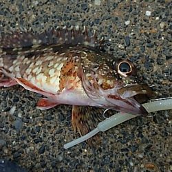 濁りか水温か腕か