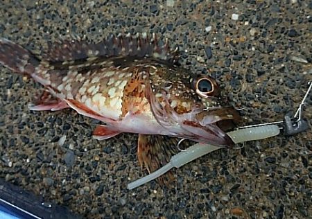 濁りか水温か腕か