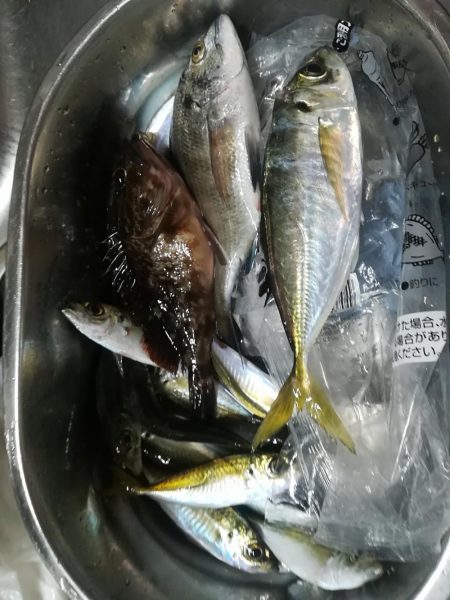 太刀魚撃沈