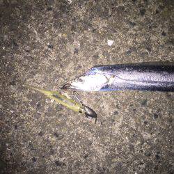 太刀魚上向いていくかなぁ〜