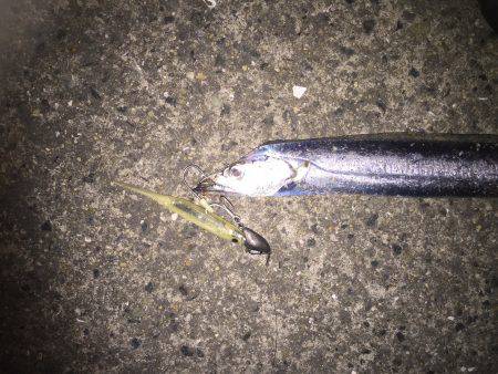 太刀魚上向いていくかなぁ〜