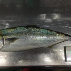 テトラは怖ぇなぁ