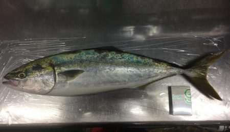 テトラは怖ぇなぁ