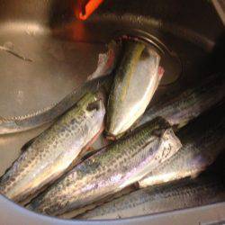 ハマツーサゴファイブ