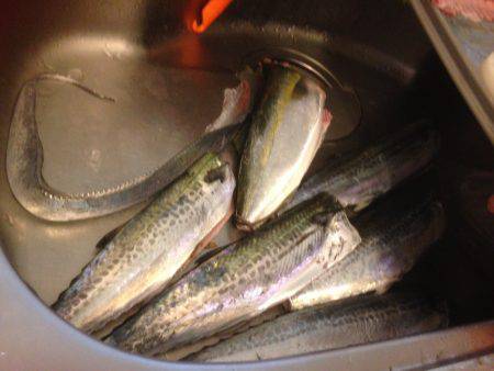 ハマツーサゴファイブ