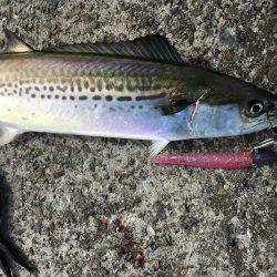 ワインド、ジギングで三目釣り