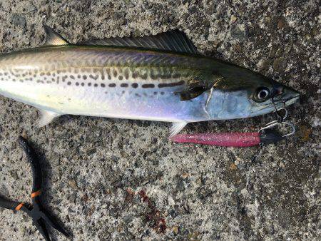 ワインド、ジギングで三目釣り