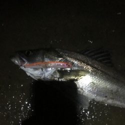 員弁川シーバス