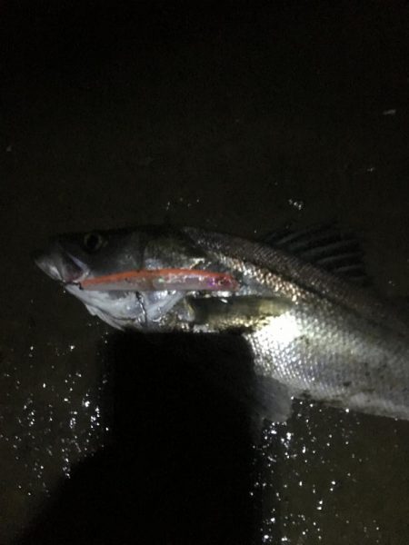 員弁川シーバス