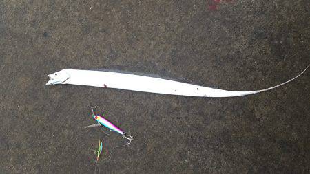 小太刀ですが……