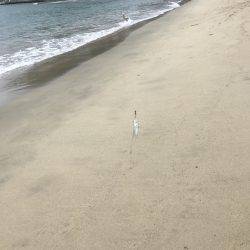 エギングからのキス釣り