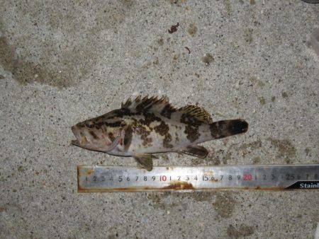 　そろそろメバルも視野に入れましょうか