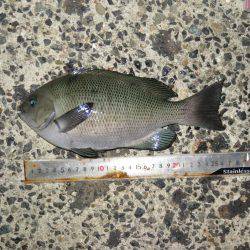 豊浜→師崎方面