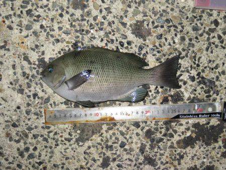 豊浜→師崎方面