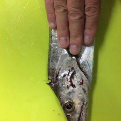 サゴシ&太刀魚調査