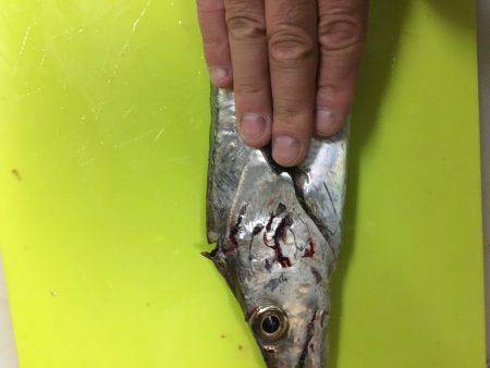 サゴシ&太刀魚調査