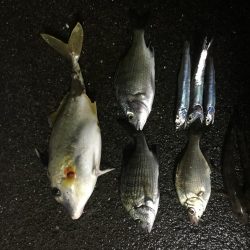 五目釣り
