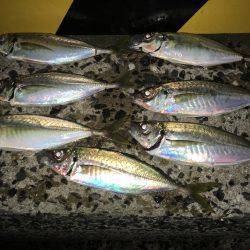 アジン..グ…？