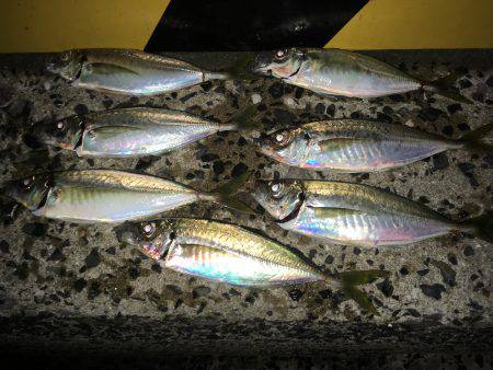 アジン..グ…？