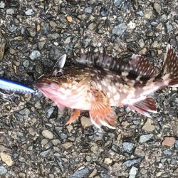 ハマチ・サゴシ