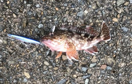 ハマチ・サゴシ