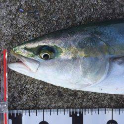 ショアジギング