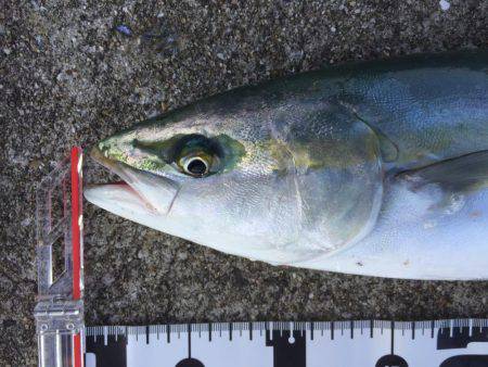 ショアジギング