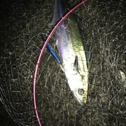 ナイトゲームから朝まずめ