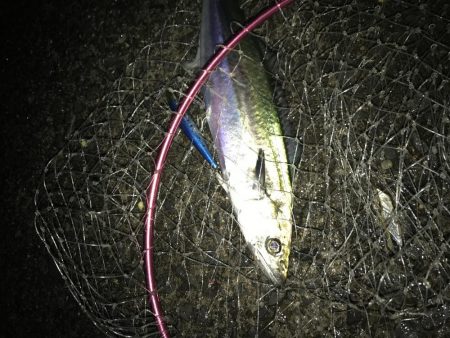 ナイトゲームから朝まずめ