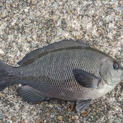 スローワインド