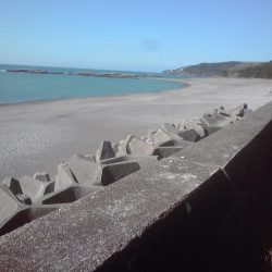 シマイサキ12匹