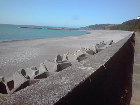 シマイサキ12匹