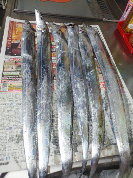 太刀魚釣り・・渋いですよ！